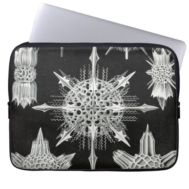 Capa Para Notebook Acanthophracta, Wunderstrahlinge Animal Aquático (Frente)
