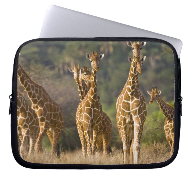 Capa Para Notebook África. Quênia. Manada de girafas-reticuladas (Frente)