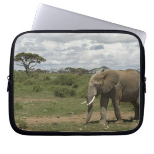 Capa Para Notebook África, Quênia, Parque Nacional de Amboseli, elefa