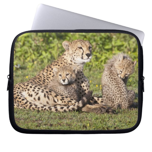 Capa Para Notebook África. Tanzânia. Mãe de guepardo e filhotes 2 (Frente)