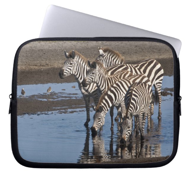 Capa Para Notebook África. Tanzânia. Zebras bebendo em Ndutu (Frente)