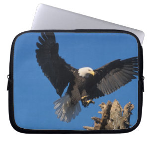 Capa Para Notebook águia-pescadora-americana, Haliaeetus leuccocephal