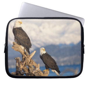 Capa Para Notebook águia-pescadora-americana, Haliaeetus leuccocephal