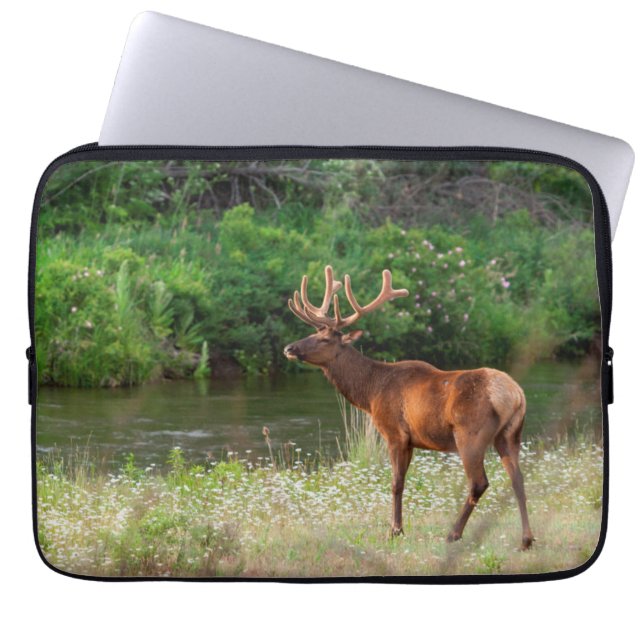 Capa Para Notebook Alce macho no National Bison Range, Montana (Frente)