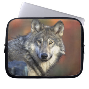 Capa Para Notebook Amantes da Vida Selvagem do Lobo Cinza