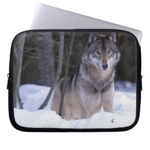 Capa Para Notebook América do Norte, Canadá, Canadá Oriental, Lobo ci