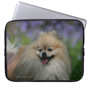 Capa Para Notebook Ânsia de Pomeranian