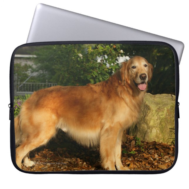 Capa Para Notebook Ânsia do golden retriever (Frente)