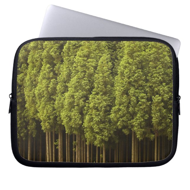 Capa Para Notebook Árvores de cedro de Koya Sugi (Frente)