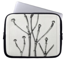 Au Naturel Impressão botânico