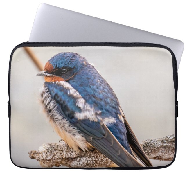 Capa Para Notebook Azure Avian: Pássaro Selvagem Canadiano Engorda (Frente)