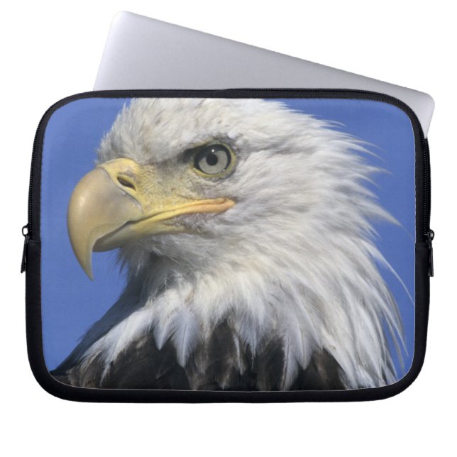 Capa Para Notebook Bald Eagle (Haliaeetus leucocephalus), selvagem, (Frente)