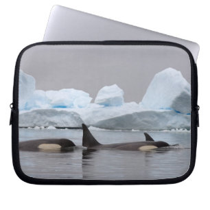 Capa Para Notebook baleias assassinas (orcás), Orcinus orca, cardume