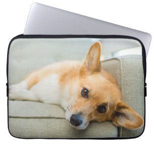 Capa Para Notebook Bebês Mais Pobres   Corgi Puppy no sofá