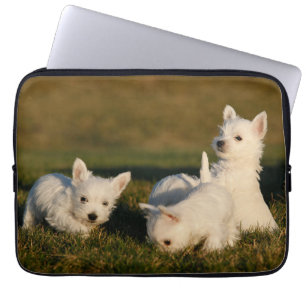 Capa Para Notebook Bebês Mais Pobres   Terrenos Brancos do West Highl