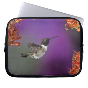 Capa Para Notebook Beija-flor-de-garganta-preta, Archilochus alexandr