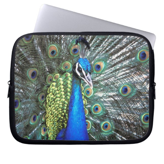 Capa Para Notebook Belíssimo pavão espalhando penas coloridas (Frente)
