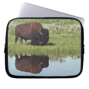 Capa Para Notebook Bisonte (bisonte do bisonte) no prado gramíneo