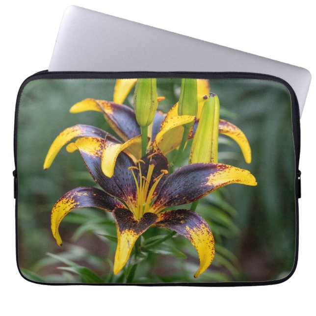 Capa Para Notebook Black Hybrid Asiatic Lily, Foto de Sangue Escuro (Frente)