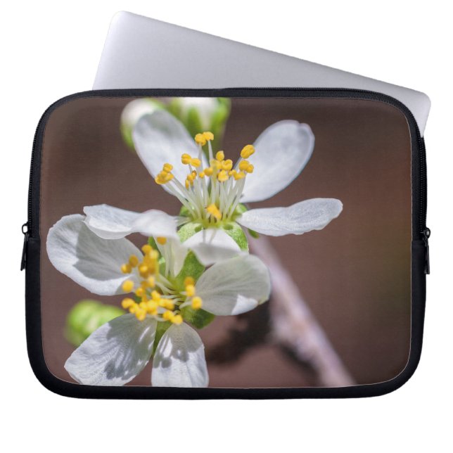 Capa Para Notebook Blossomas de ameixa (Frente)