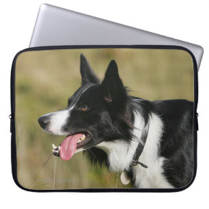 Capa Para Notebook Border collie que arfa o Headshot 2