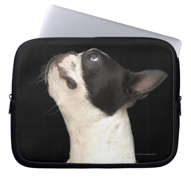 Capa Para Notebook Boston Terrier preto e branco olhando (Frente)