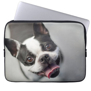 Capa Para Notebook Buldogue francês das imagens   de Getty