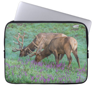 Capa Para Notebook Bull Elks Rocky Mountain National Park, Colorado