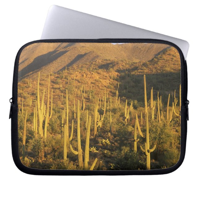 Capa Para Notebook Cacto saguaro no Parque Nacional Saguaro perto (Frente)