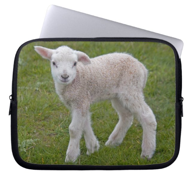 Capa Para Notebook Capinha de Laptop Little Lamb (Frente)