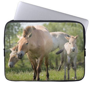 Capa Para Notebook Cavalo de Przewalski e potro andando