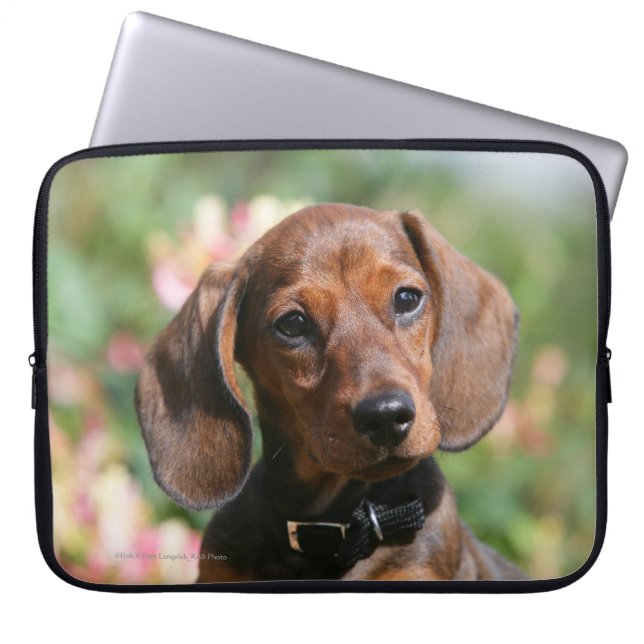 Capa Para Notebook Dachshund de Tan Miniture (Frente)