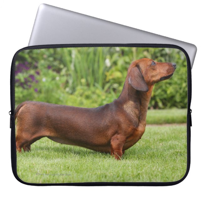 Capa Para Notebook Dachshund diminuto Liso-de cabelo (Frente)