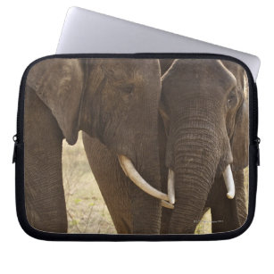 Capa Para Notebook Dois Elefantes Bush Africanos (Loxodonta Africana)