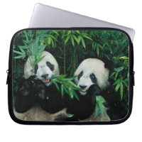 Dois pandas comendo bambu juntos, Wolong