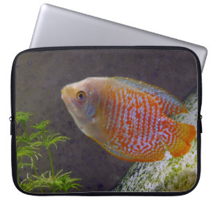 Capa Para Notebook Dwarf Gourami Fish