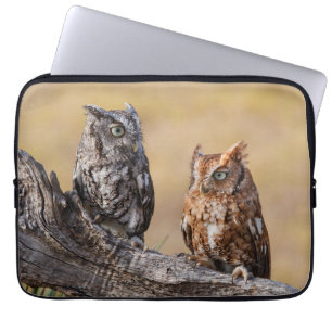 Capa Para Notebook Eastern Screech Ow Roosting in Tree