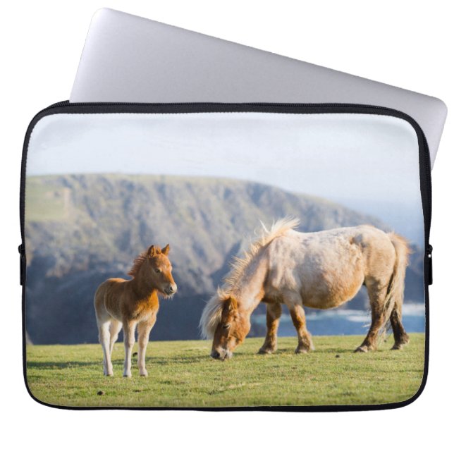 Capa Para Notebook Égua com potro, Ilhas Shetland, Escócia (Frente)