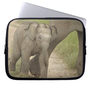 Capa Para Notebook Elefante indiano / asiático e filhote, Corbett 2