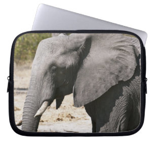 Capa Para Notebook Elefante (Loxodonta africana), Canal Savute