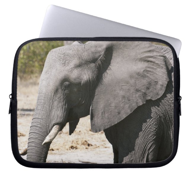 Capa Para Notebook Elefante (Loxodonta africana), Canal Savute (Frente)