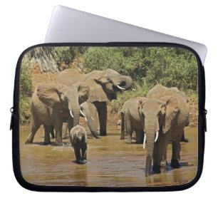 Capa Para Notebook Elefantes Africanos, Loxodonta Africana, Samburu