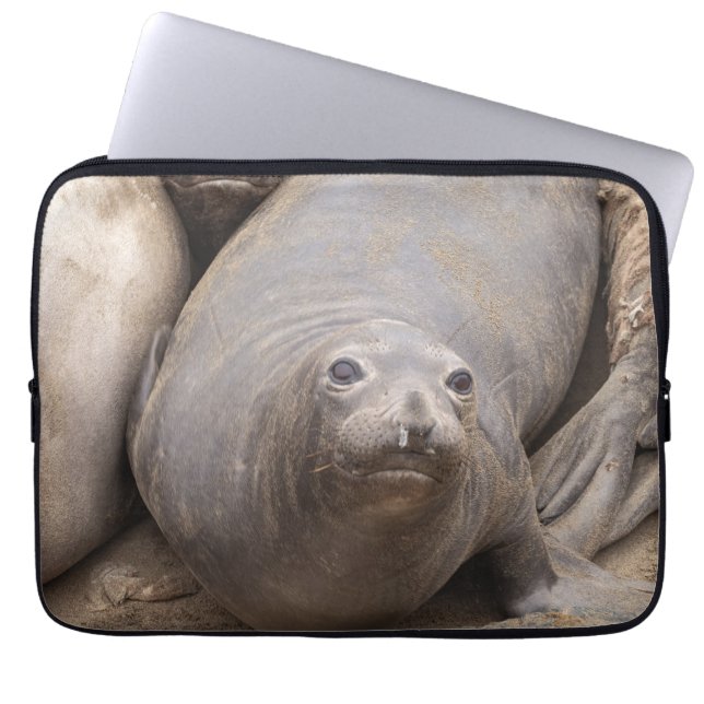 Capa Para Notebook Elephant Seal (Frente)