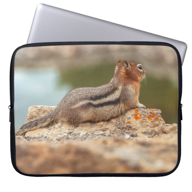 Capa Para Notebook Esquilo do Manto ouro (Frente)