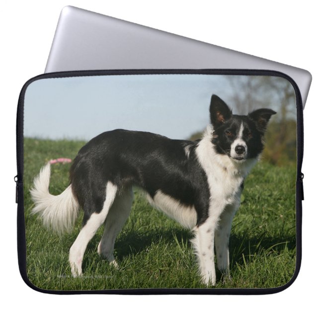 Capa Para Notebook Estar de border collie (Frente)