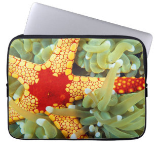 Capa Para Notebook Estrela-do-Mar Amarela e Vermelha