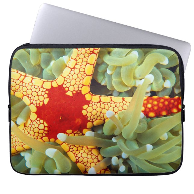 Capa Para Notebook Estrela-do-Mar Amarela e Vermelha (Frente)