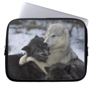 Capa Para Notebook EUA, Montana, lobos que jogam na neve