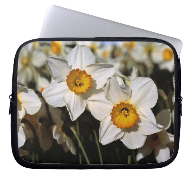 Capa Para Notebook EUA, Oregon, Vale do Willamette. Narcisos (Frente)