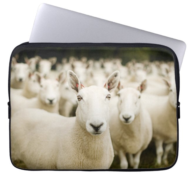 Capa Para Notebook Fazendas | Efetivos de ovinos (Frente)